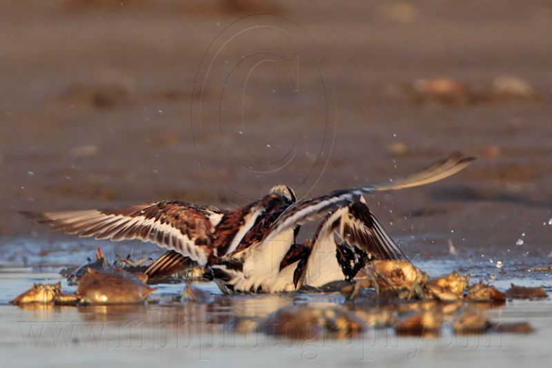 _MG_6563 Ruddy Turnstone.jpg