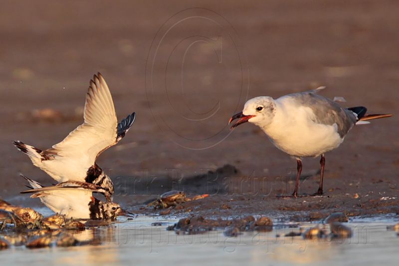 _MG_6570 Ruddy Turnstone & Laughing Gull.jpg