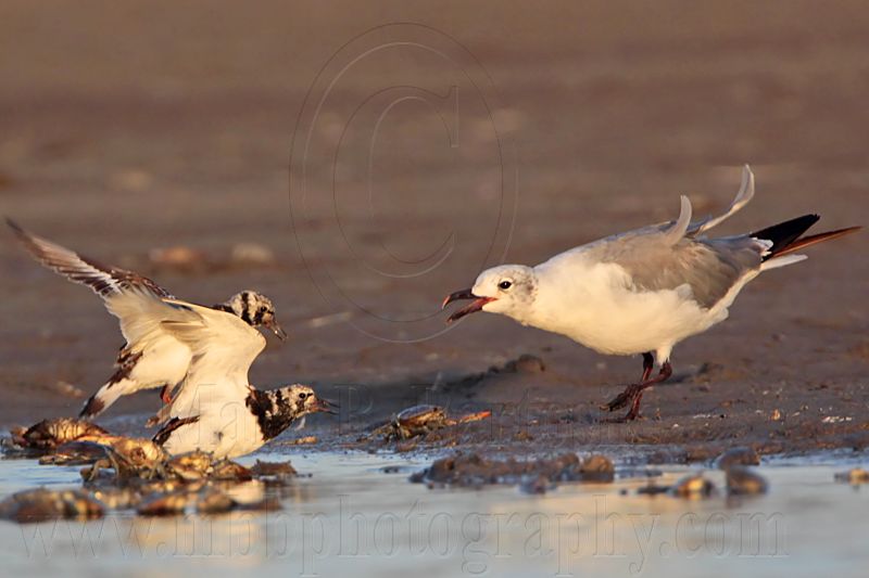 _MG_6574 Ruddy Turnstone & Laughing Gull.jpg