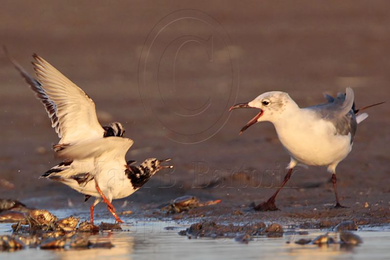 _MG_6577 Ruddy Turnstone & Laughing Gull.jpg