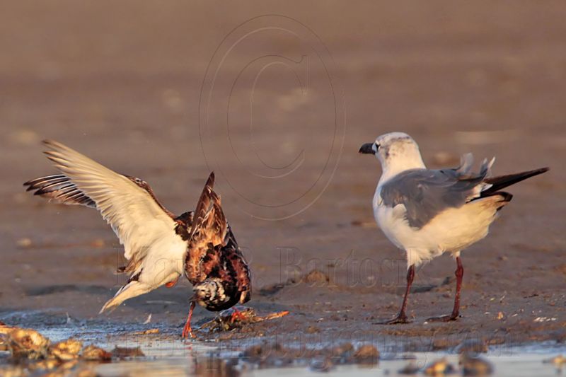 _MG_6583 Ruddy Turnstone & Laughing Gull.jpg