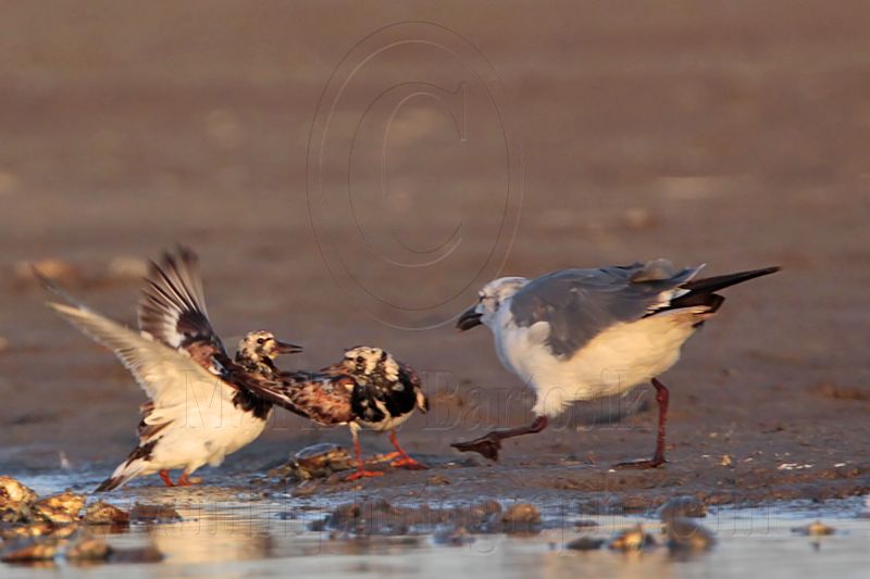 _MG_6585 Ruddy Turnstone & Laughing Gull.jpg