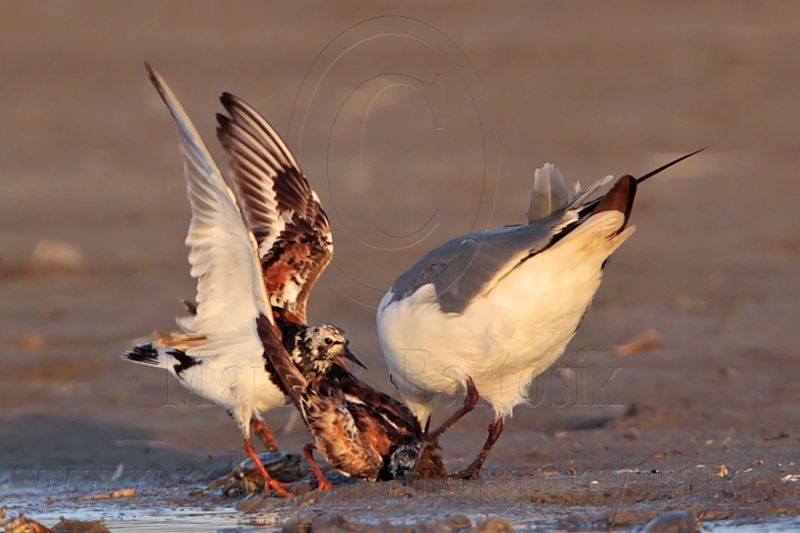 _MG_6586 Ruddy Turnstone & Laughing Gull.jpg