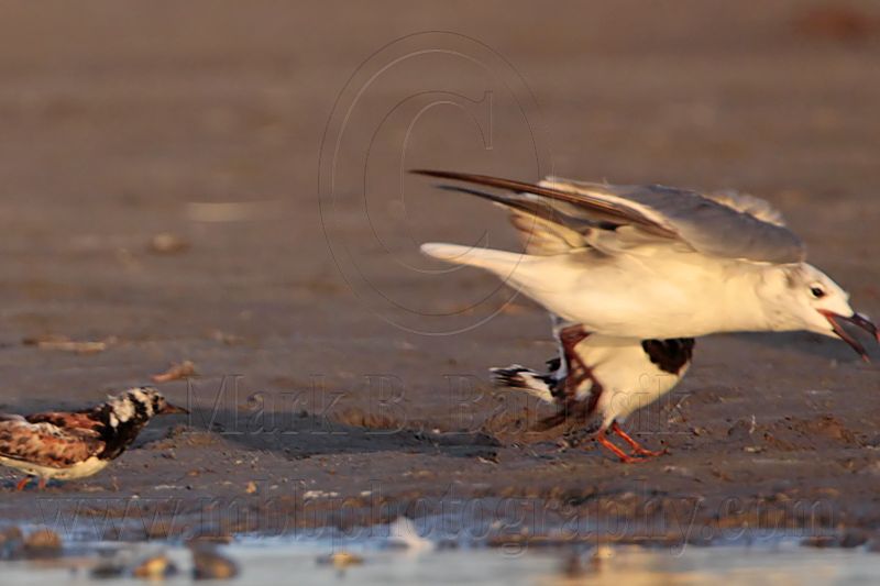 _MG_6588 Ruddy Turnstone & Laughing Gull.jpg