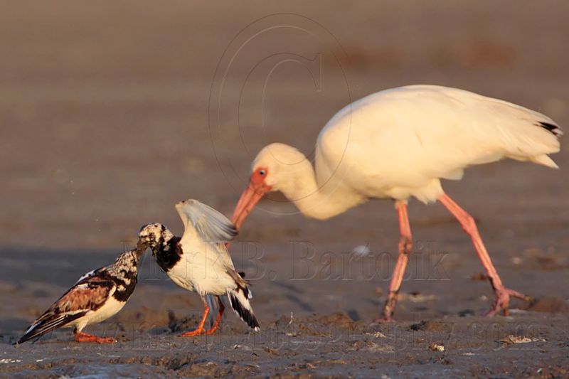 _MG_6592 Ruddy Turnstone & White Ibis.jpg