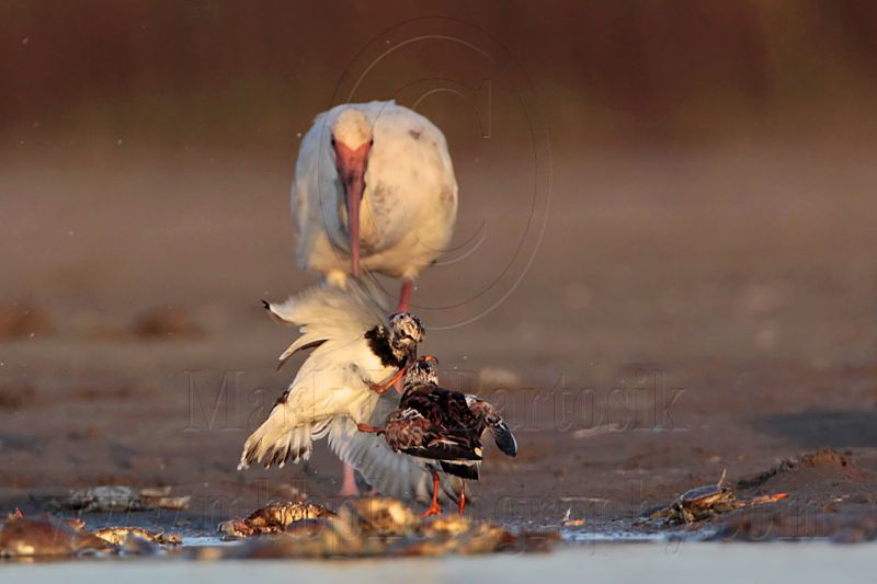 _MG_6599 Ruddy Turnstone & White Ibis.jpg