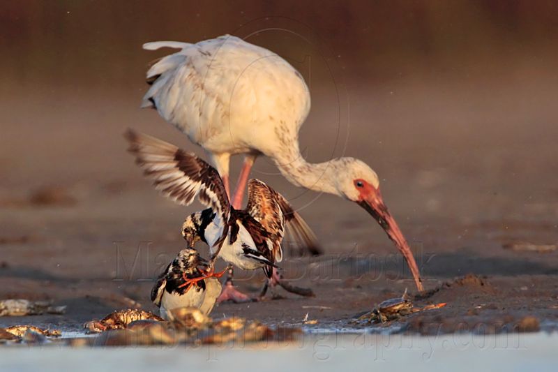 _MG_6604 Ruddy Turnstone & White Ibis.jpg