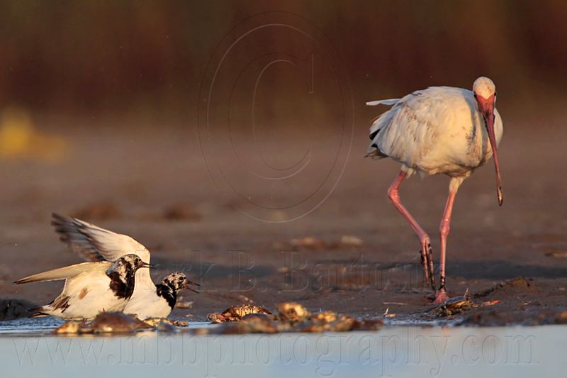 _MG_6609 Ruddy Turnstone & White Ibis.jpg