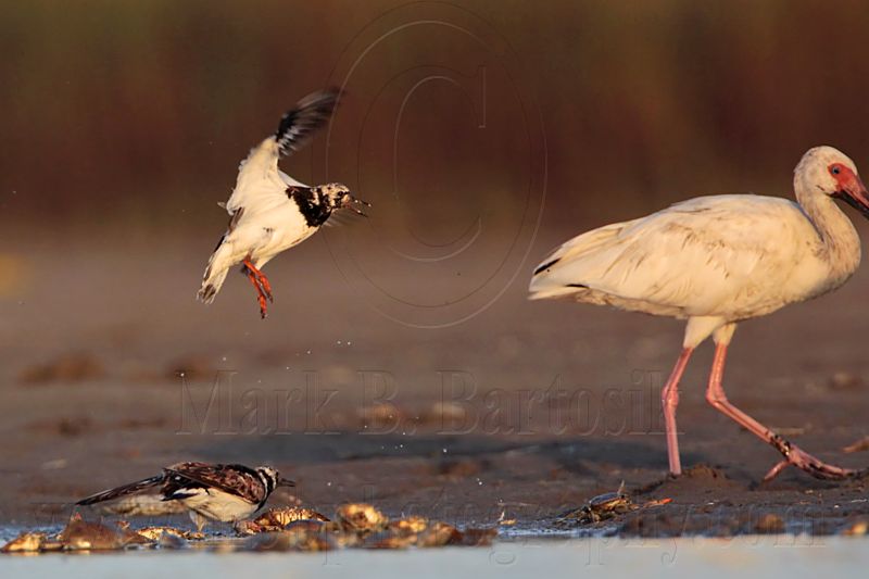 _MG_6613 Ruddy Turnstone & White Ibis.jpg