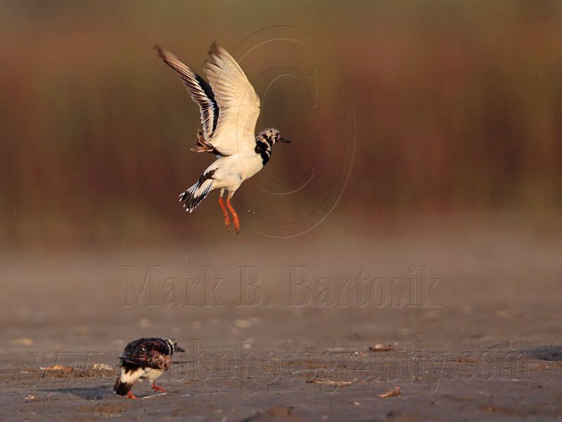 _MG_6619 Ruddy Turnstone.jpg