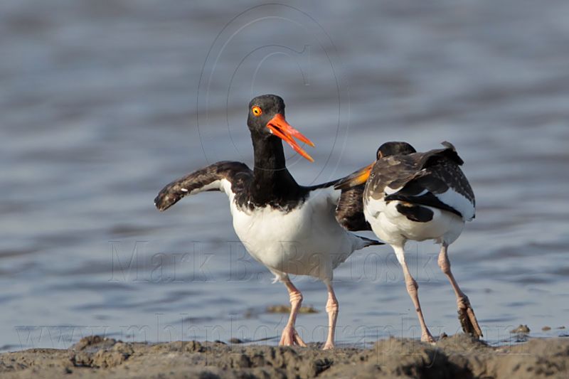 _MG_1790 American Oystercatcher.jpg