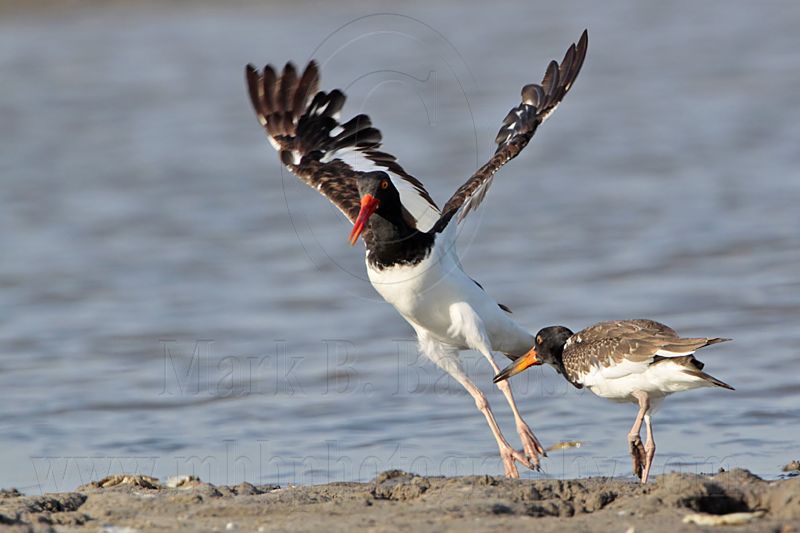 _MG_1791 American Oystercatcher.jpg
