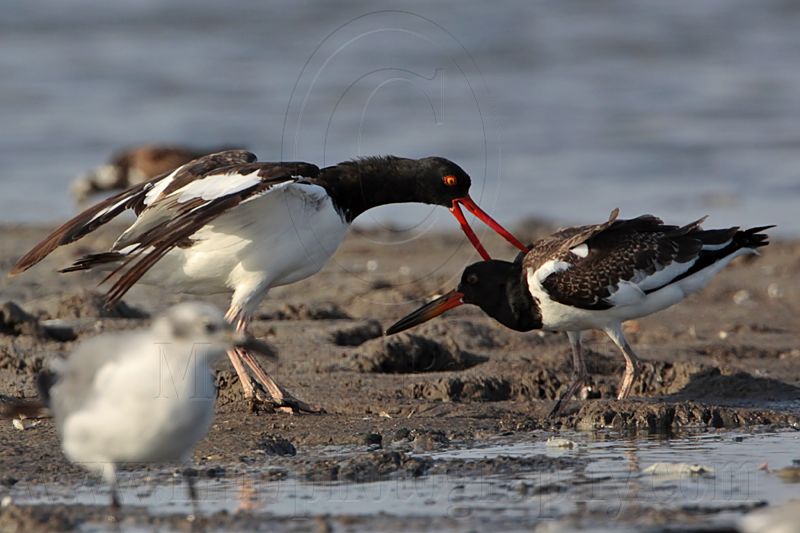 _MG_2120 American Oystercatcher.jpg