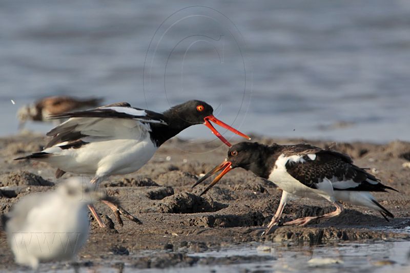 _MG_2121 American Oystercatcher.jpg