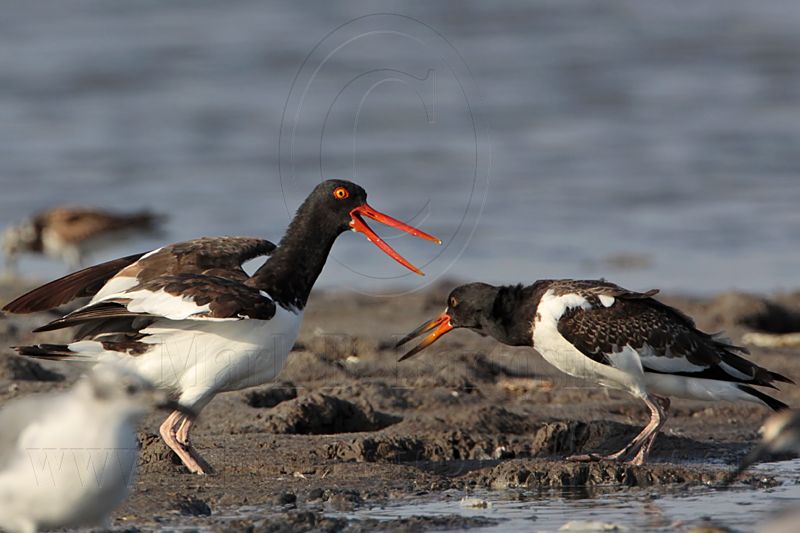_MG_2123 American Oystercatcher.jpg