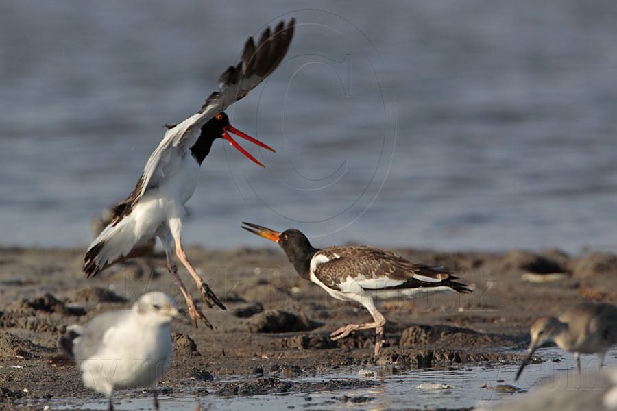 _MG_2125 American Oystercatcher.jpg