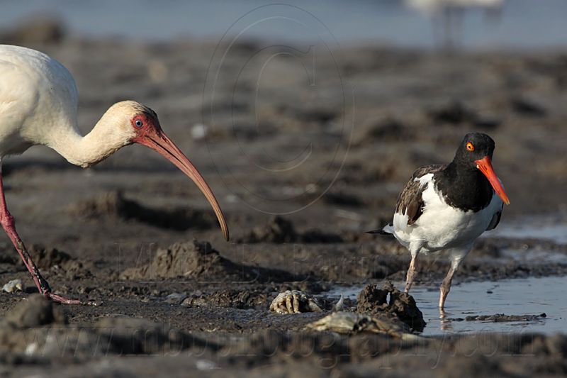_MG_2164 American Oystercatcher & White Ibis.jpg