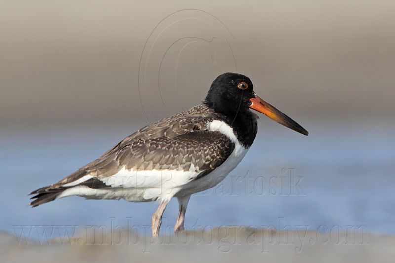 _MG_2398 American Oystercatcher.jpg