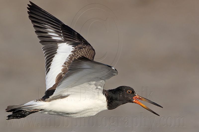 _MG_2632 American Oystercatcher.jpg