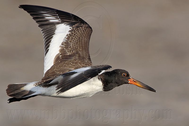 _MG_2633 American Oystercatcher.jpg
