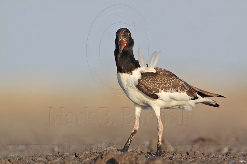 _MG_3219 American Oystercatcher.jpg