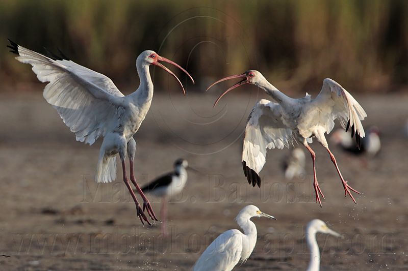 _MG_8868 White Ibis.jpg