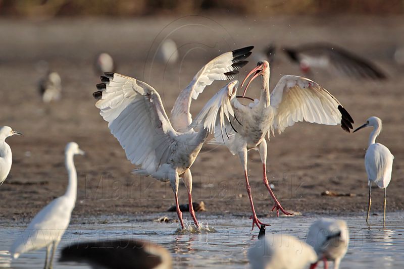 _MG_8873 White Ibis.jpg