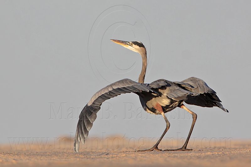 _MG_8795 Great Blue Heron.jpg