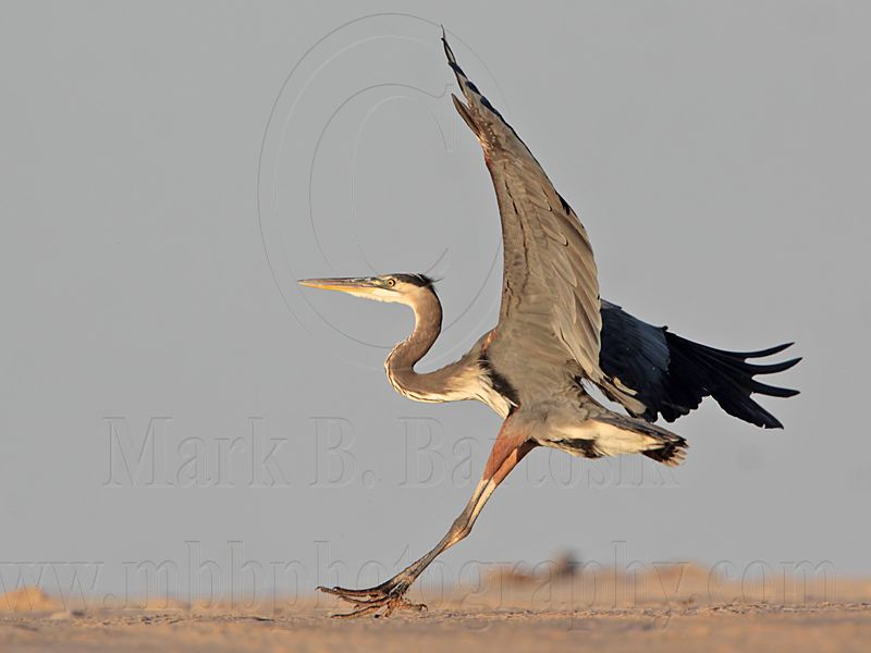 _MG_8801 Great Blue Heron.jpg