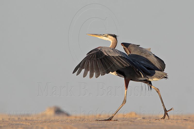 _MG_8805 Great Blue Heron.jpg