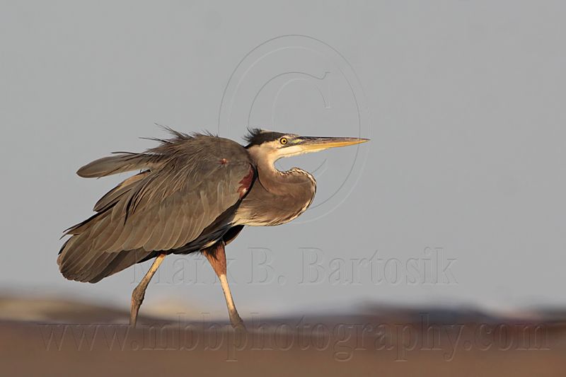 _MG_8820 Great Blue Heron.jpg