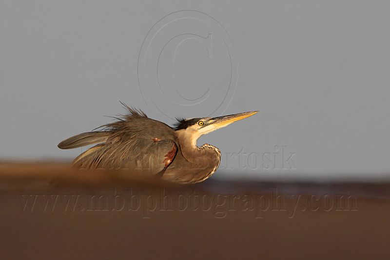 _MG_8833 Great Blue Heron.jpg