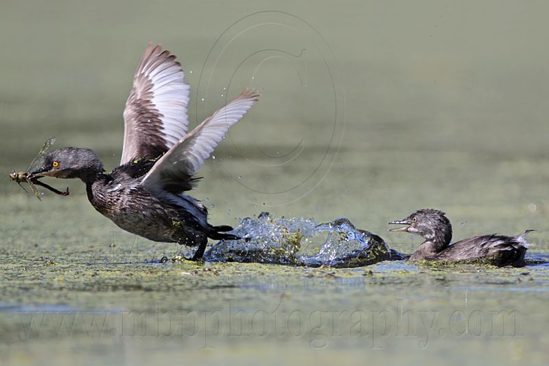 _MG_0781 Least Grebe.jpg