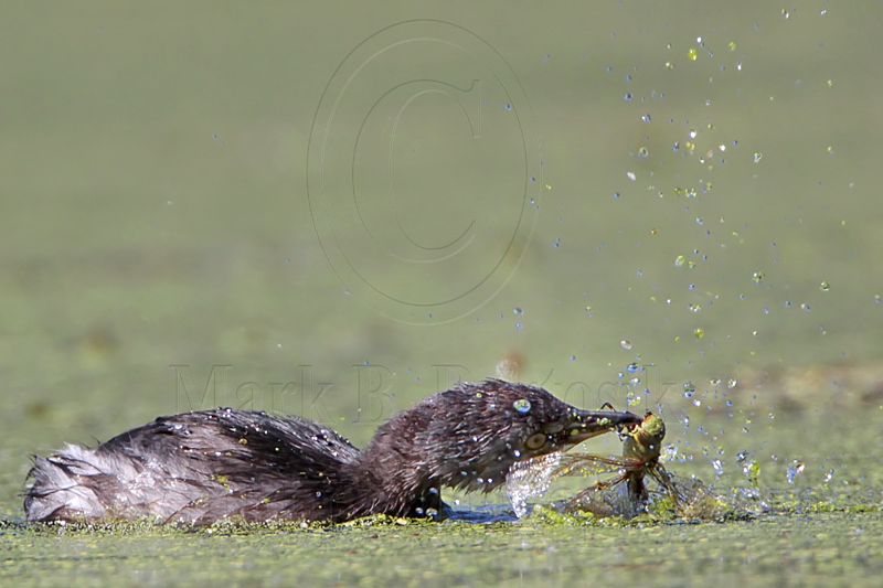 _MG_1049 Least Grebe.jpg