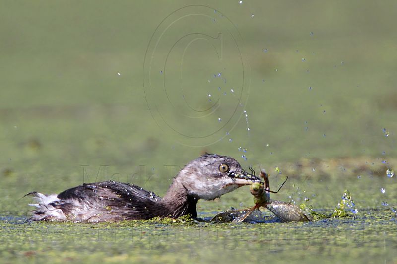 _MG_1053 Least Grebe.jpg