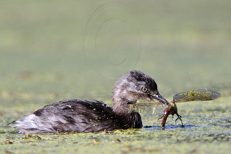 _MG_1118 Least Grebe.jpg