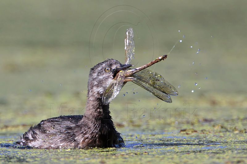 _MG_1158 Least Grebe.jpg