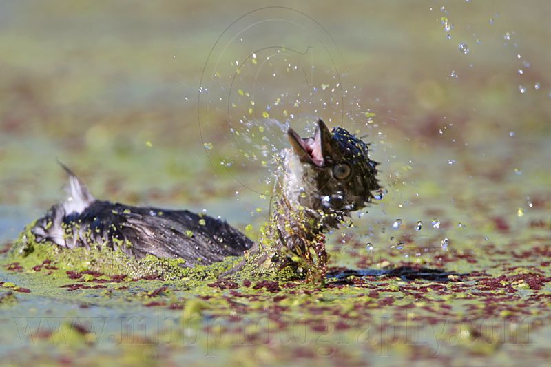 _MG_2136 Least Grebe.jpg