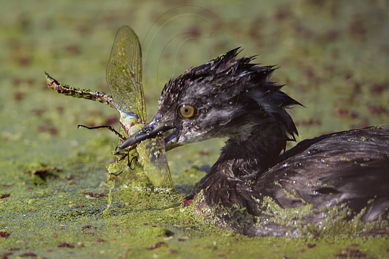 _MG_3641 Least Grebe.jpg