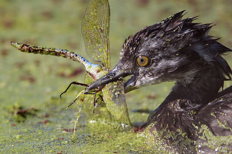 _MG_3642 Least Grebe.jpg