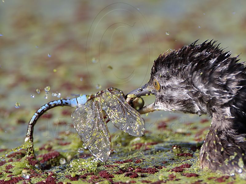 _MG_3700 Least Grebe.jpg