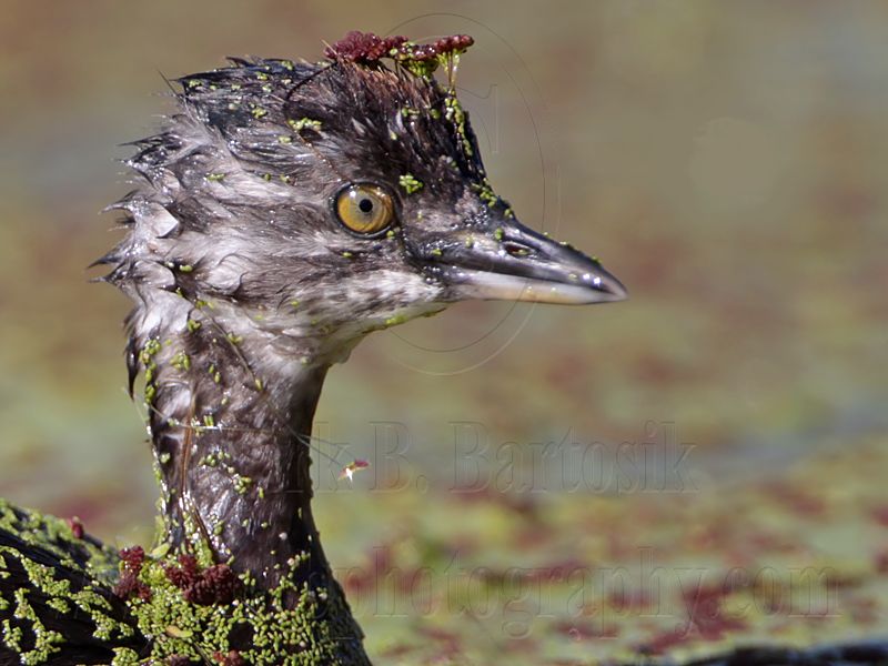 _MG_3869 Least Grebe.jpg