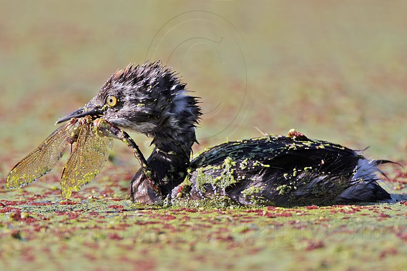 _MG_3967 Least Grebe.jpg