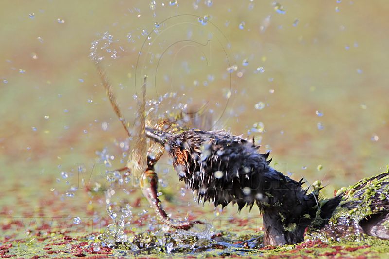 _MG_3973 Least Grebe.jpg
