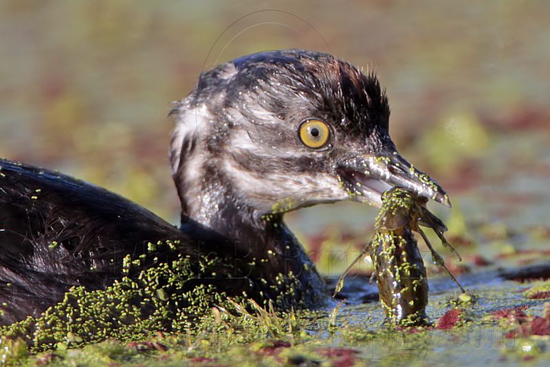 _MG_4286crop Least Grebe.jpg