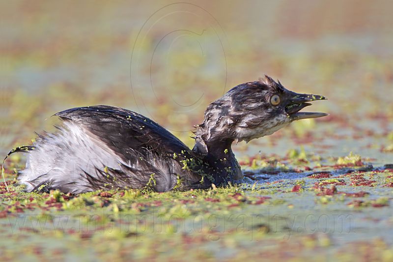 _MG_4314 Least Grebe.jpg