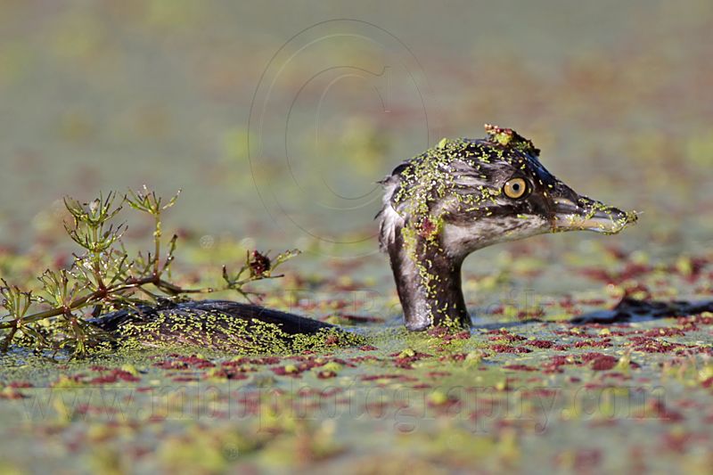 _MG_4372 Least Grebe.jpg