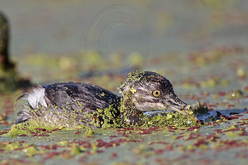 _MG_4448 Least Grebe.jpg
