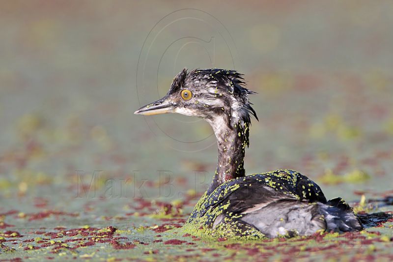 _MG_4477 Least Grebe.jpg
