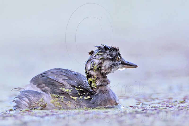 _MG_6378 Least Grebe.jpg